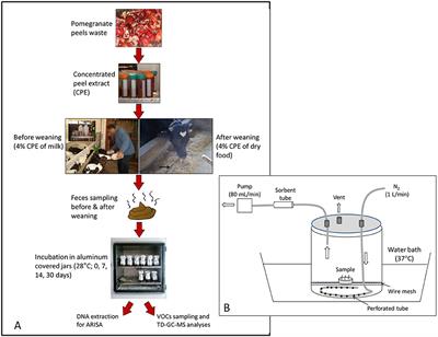 Diet Supplementation With Pomegranate Peel Extract Altered Odorants Emission From Fresh and Incubated Calves' Feces